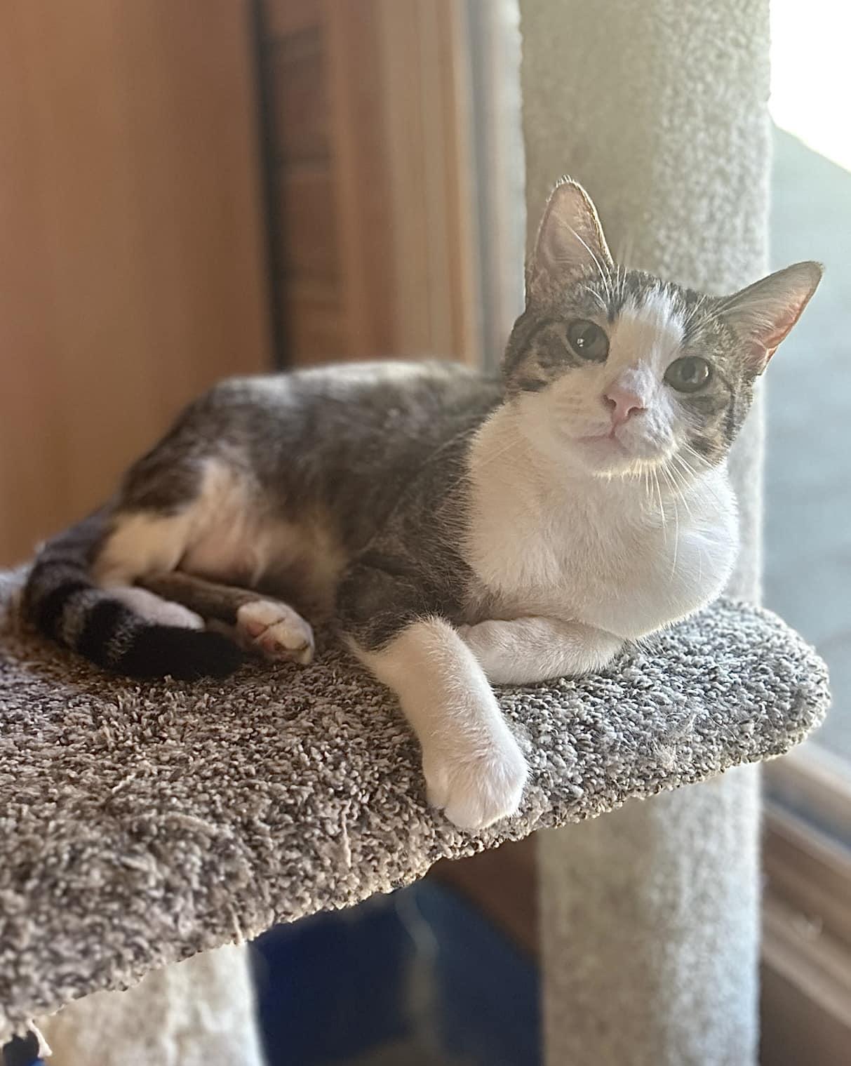 BRIGHTSIDE, Adoptable, Young Female Tabby.