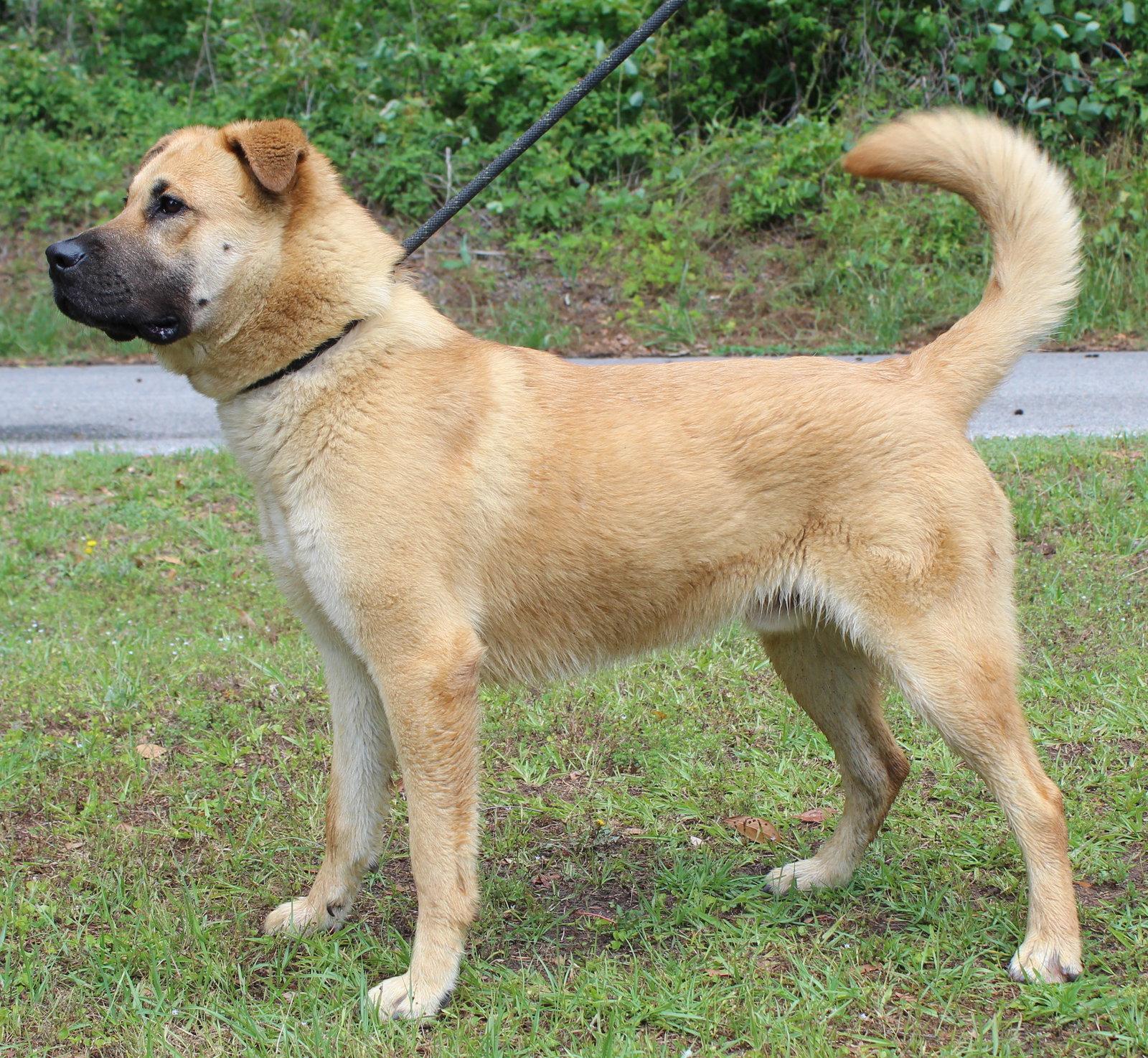 Bear 43420, Adoptable, Young Male Shepherd.