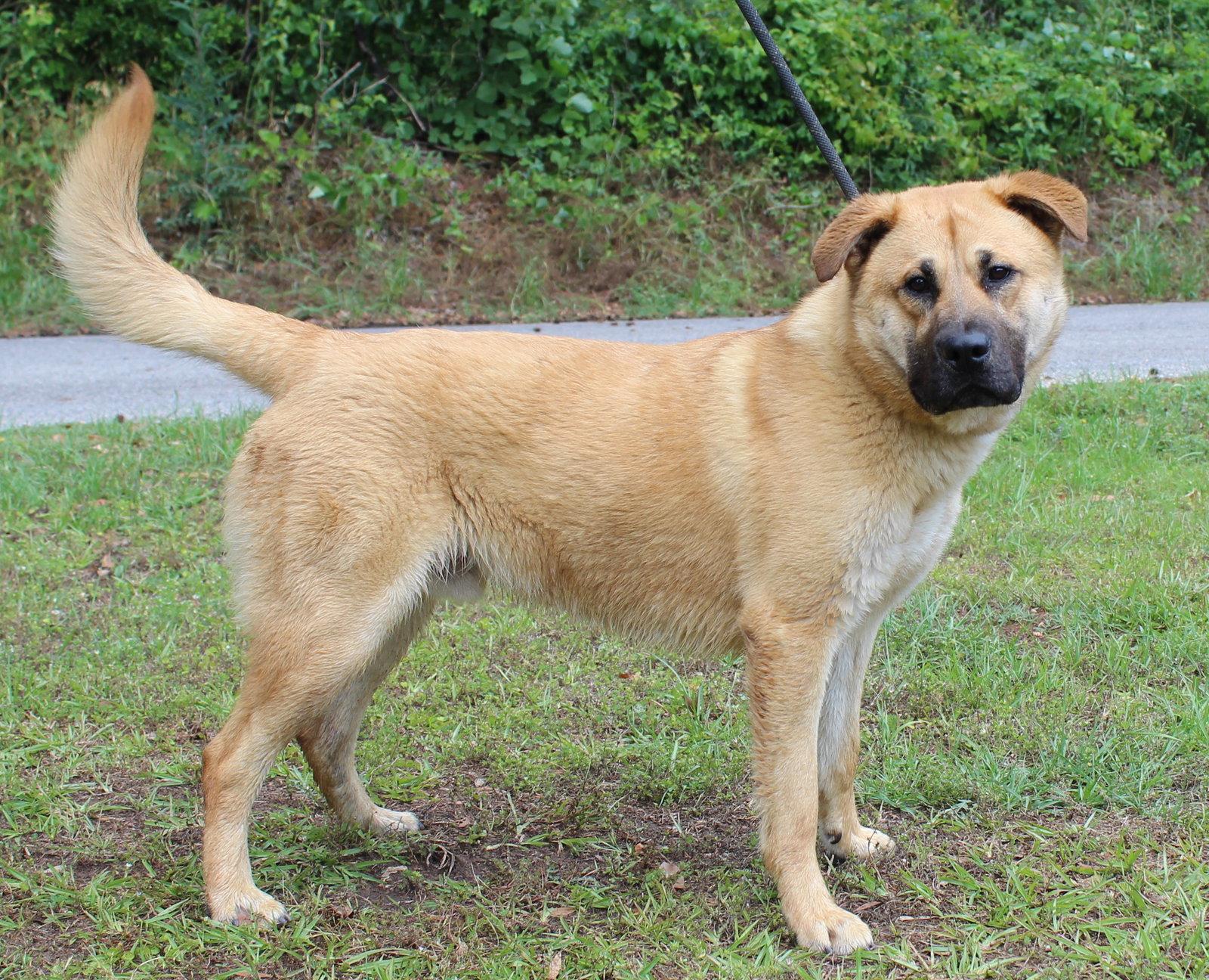 Enlarge Bear 43420, a Adoptable Shepherd in Prattville, AL image 2/3