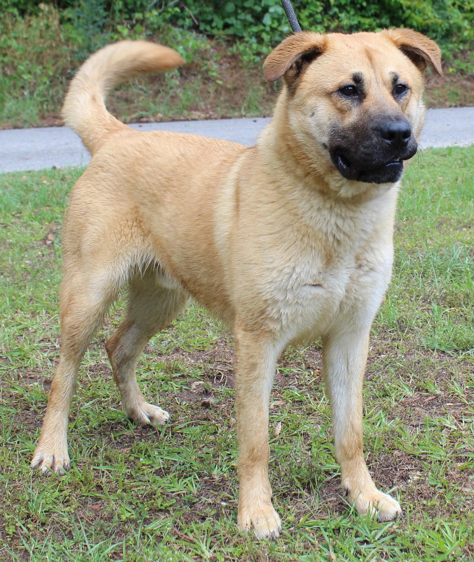 Enlarge Bear 43420, a Adoptable Shepherd in Prattville, AL image 3/3