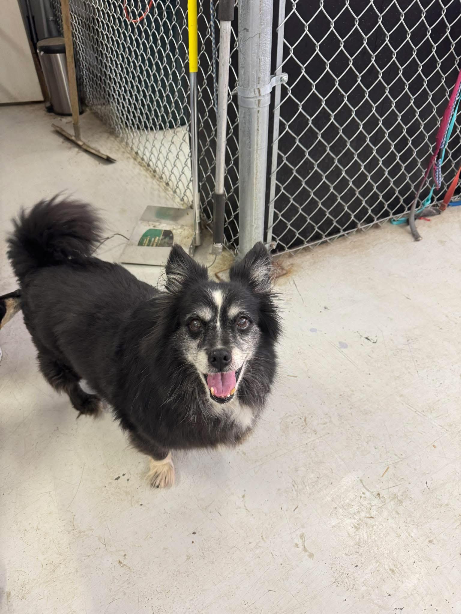 Morticia, adoptable, Adult Female Pomeranian.