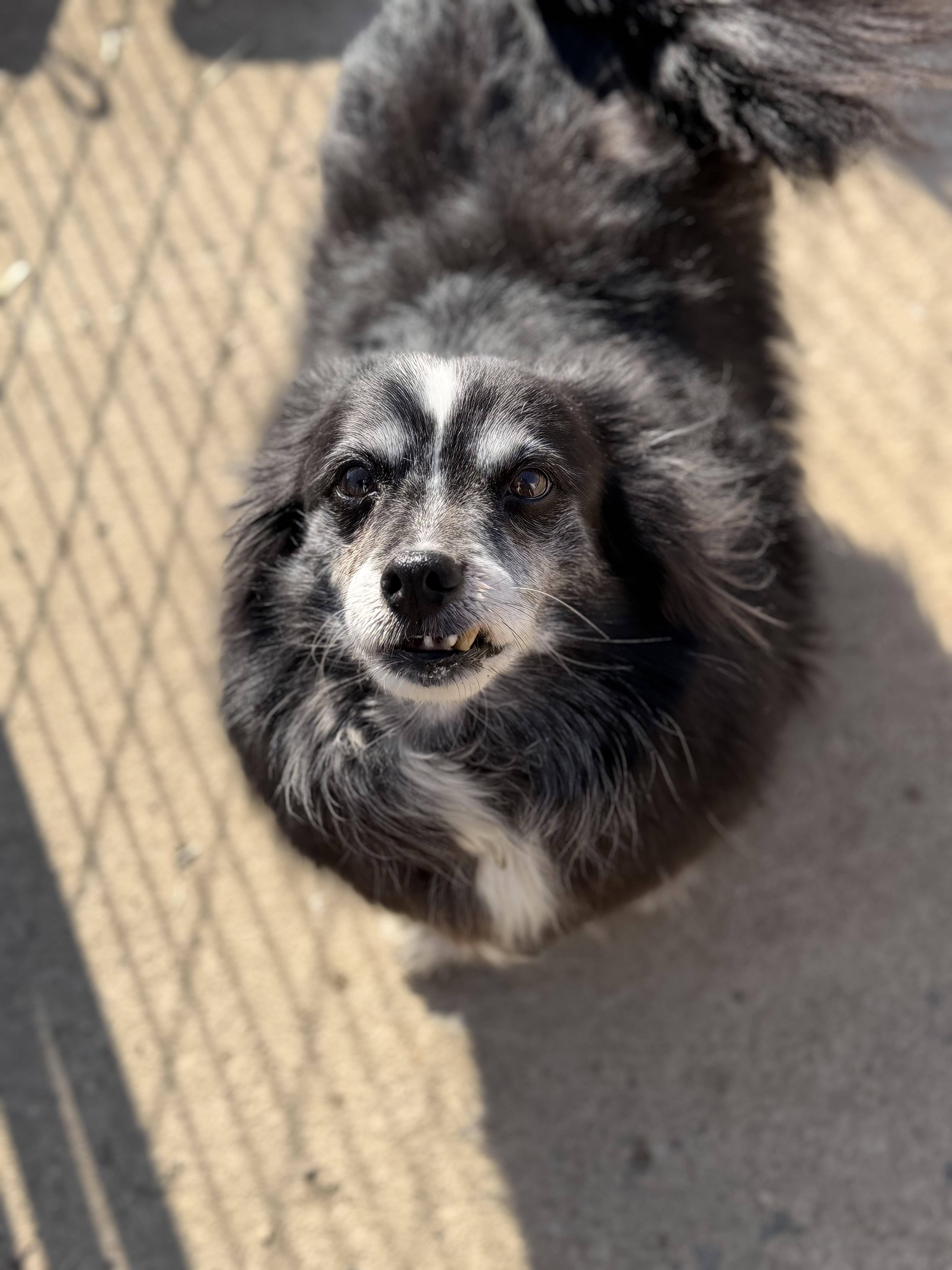 Enlarge Morticia, an adoptable Pomeranian in Muldrow, OK image 4/5