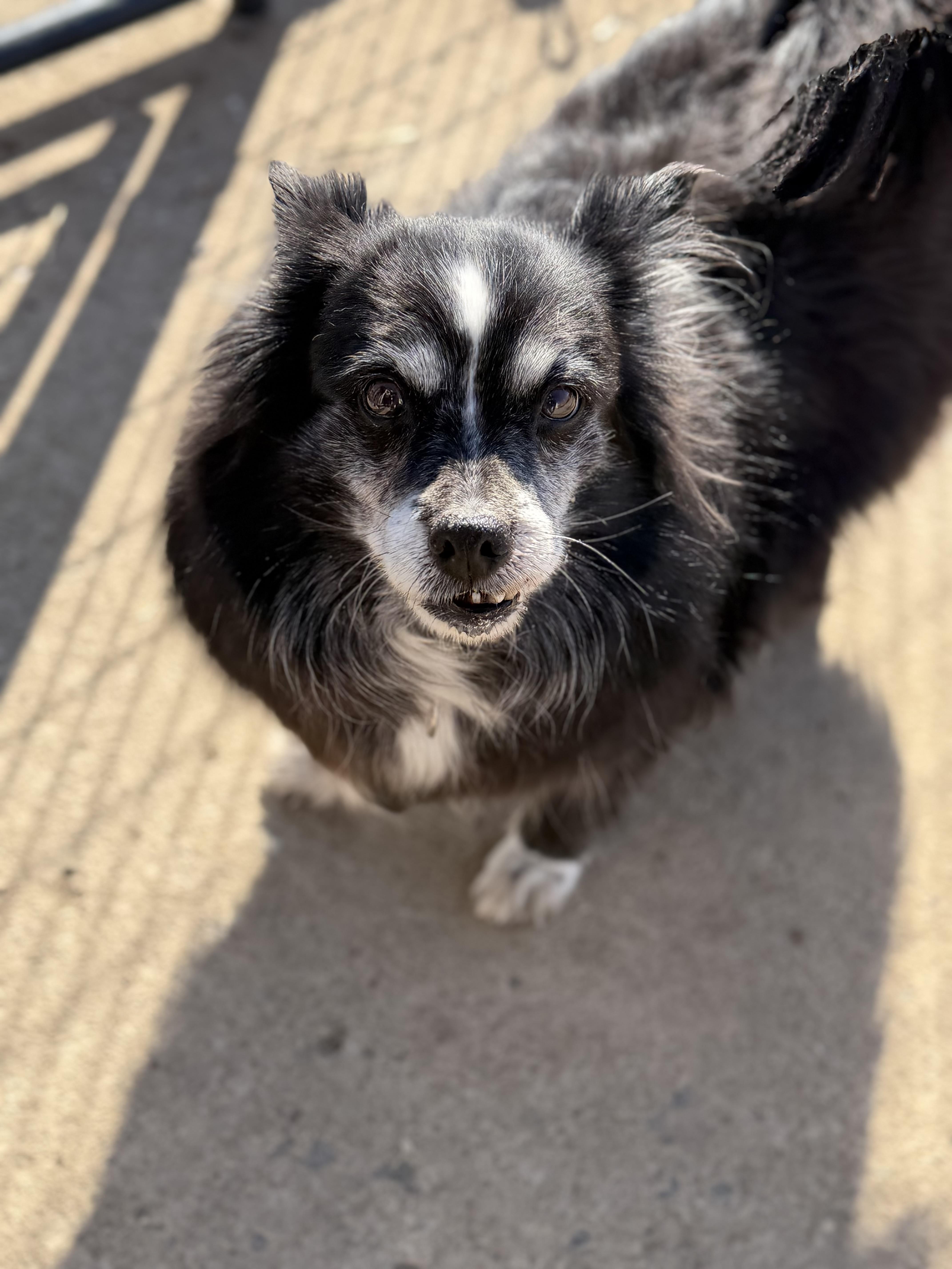 Enlarge Morticia, an adoptable Pomeranian in Muldrow, OK image 5/5