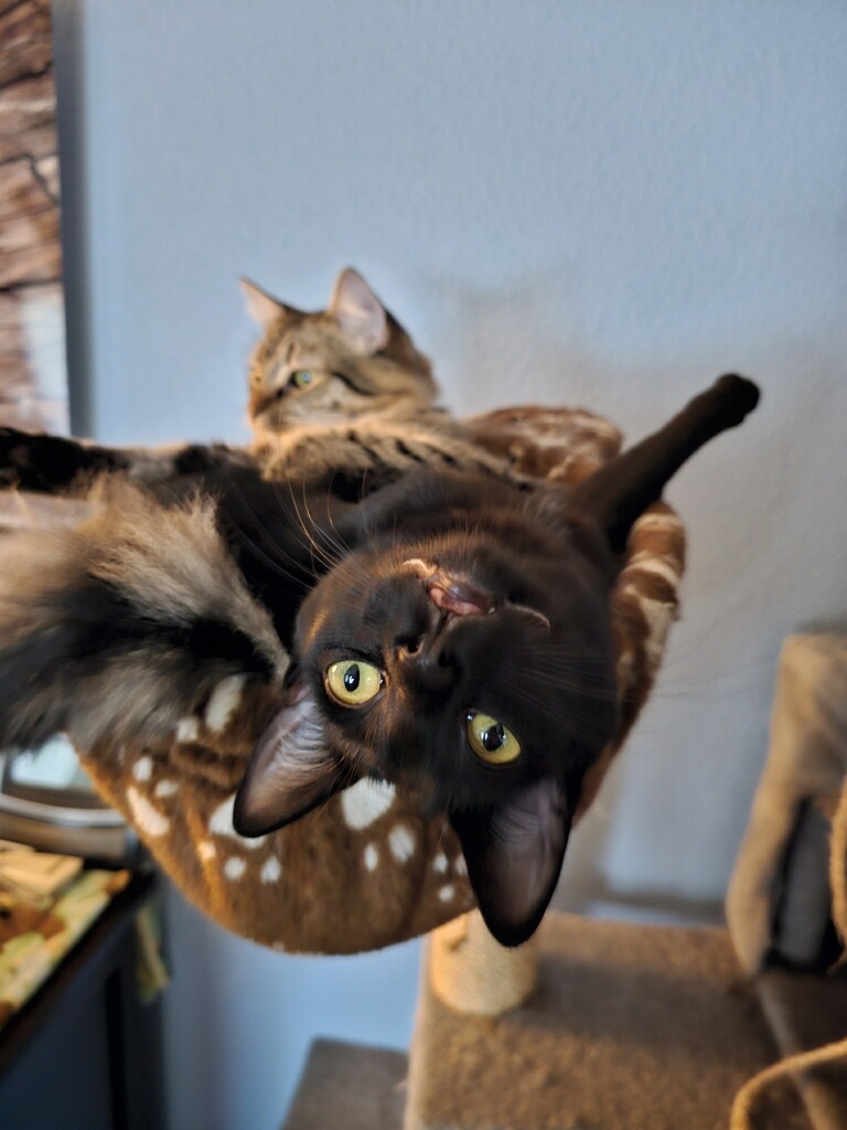 Enlarge Egypt, a Adoptable Domestic Short Hair in El cerrito, CA image 1/3