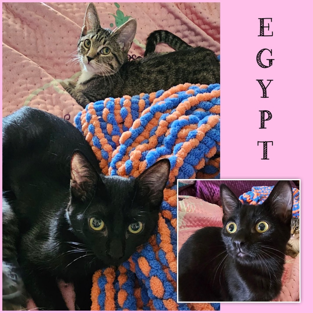 Enlarge Egypt, a Adoptable Domestic Short Hair in El cerrito, CA image 2/3