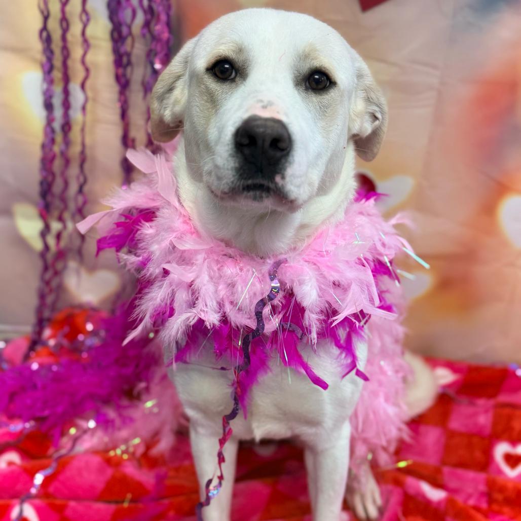 Enlarge Malibu, a Adoptable mixed breed in Erie, PA image 1/6