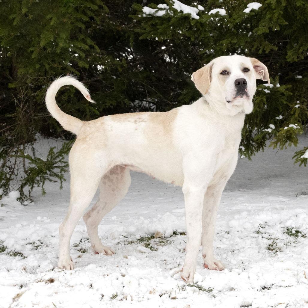Malibu, Adoptable, Adult Female Great Pyrenees.