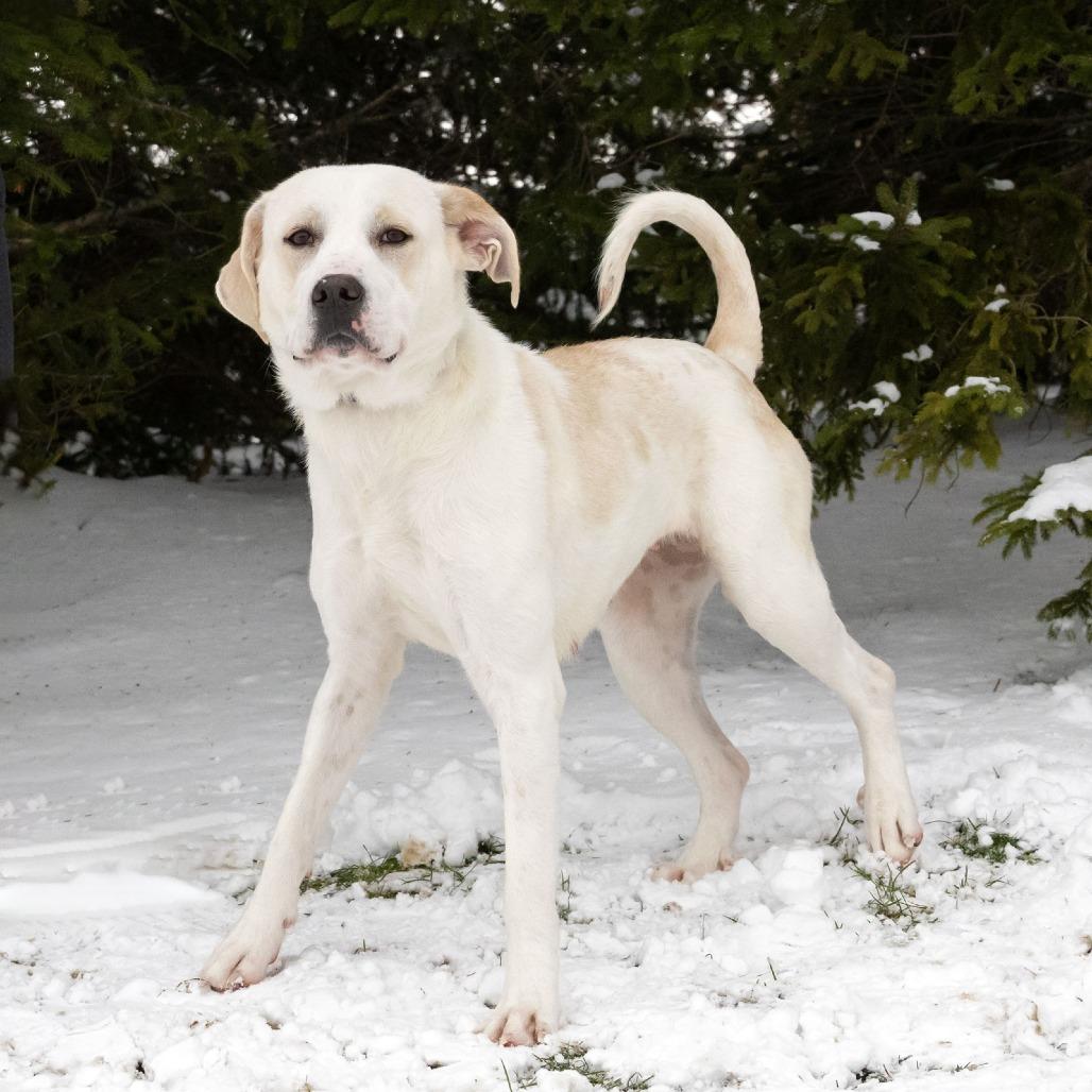 Enlarge Malibu, a Adoptable mixed breed in Erie, PA image 2/6