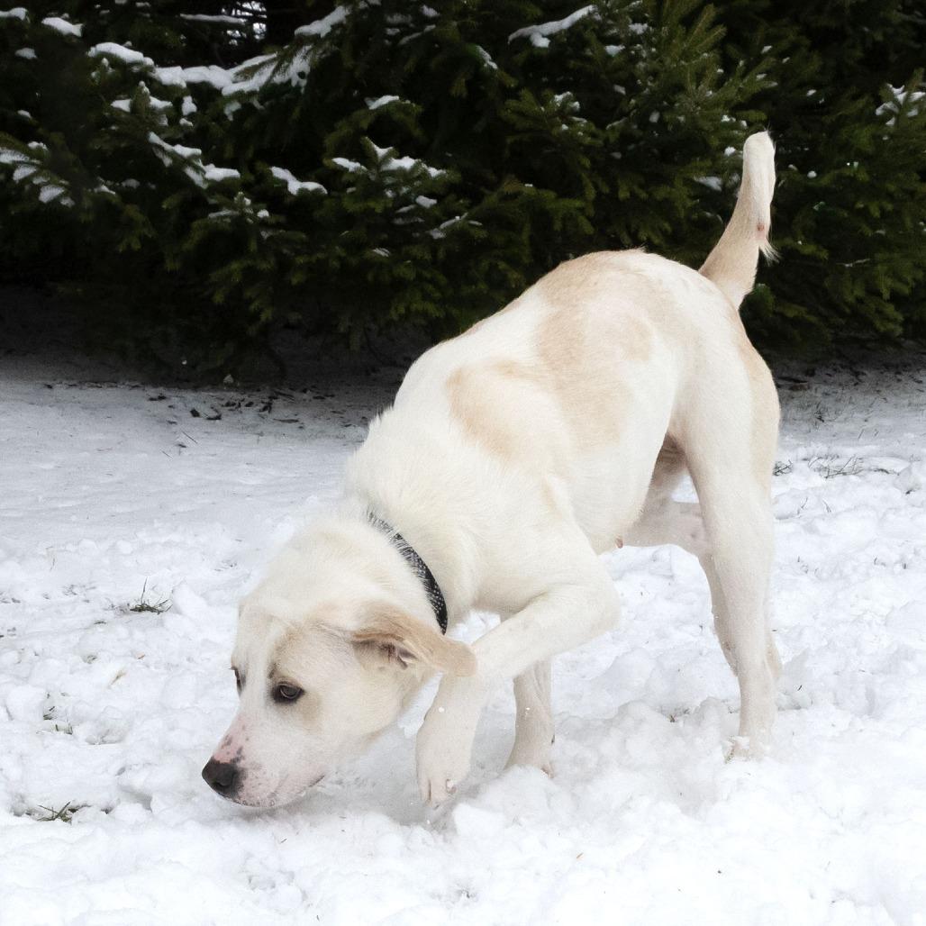 Enlarge Malibu, a Adoptable mixed breed in Erie, PA image 4/6