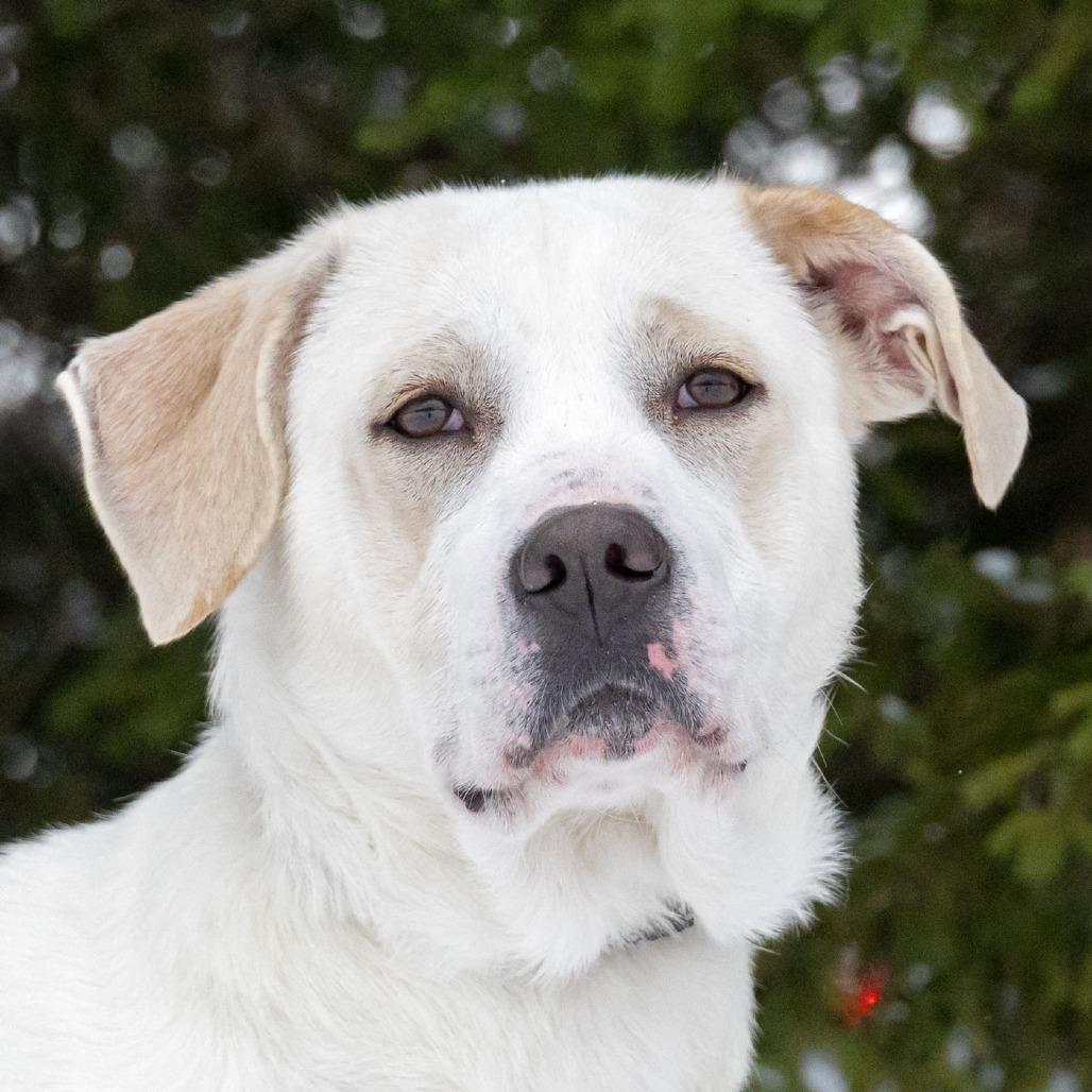 Enlarge Malibu, a Adoptable mixed breed in Erie, PA image 5/6