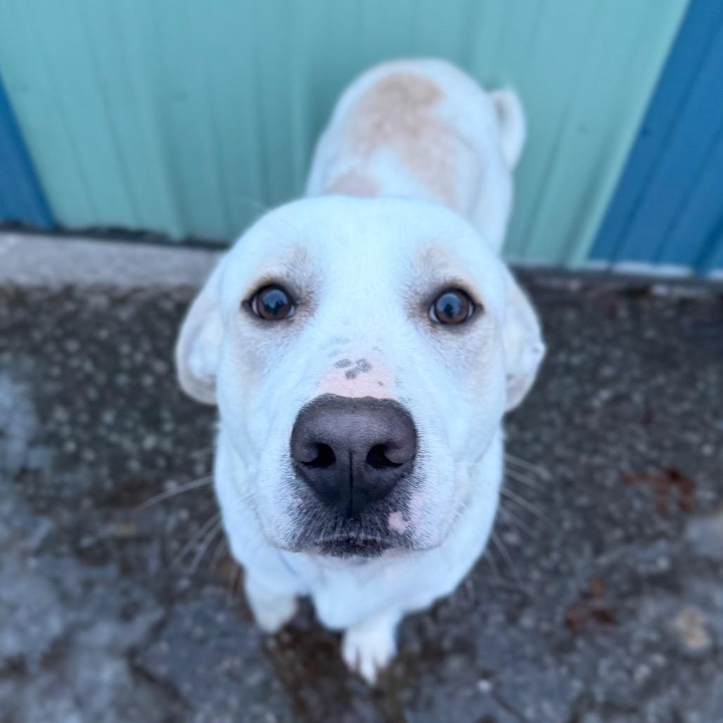 Enlarge Malibu, a Adoptable mixed breed in Erie, PA image 5/6