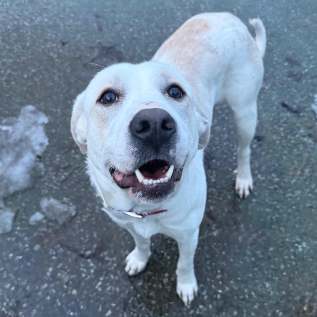 Enlarge Malibu, a Adoptable mixed breed in Erie, PA image 6/6