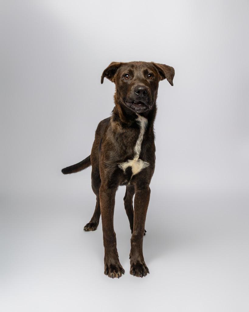 Aragorn, a Adoptable mixed breed in Rockport, TX image 1/6