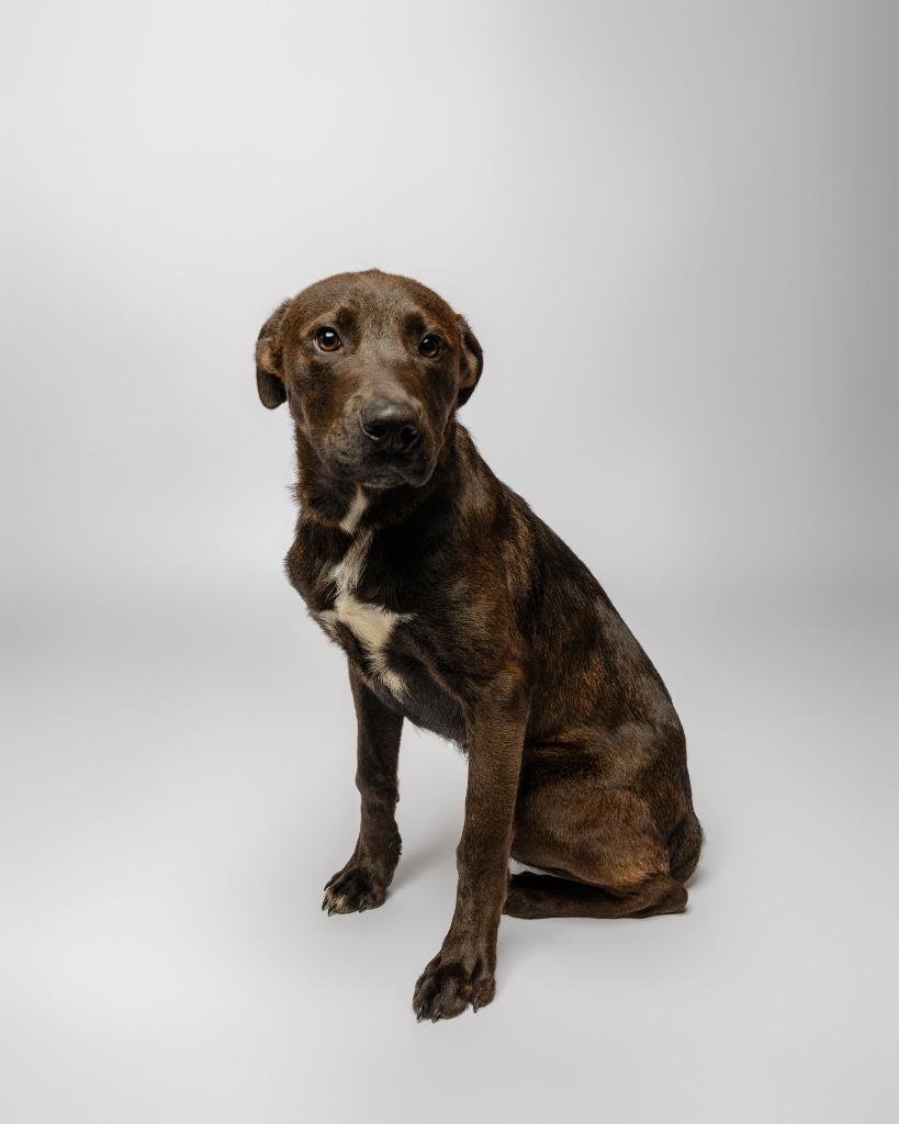 Aragorn, a Adoptable mixed breed in Rockport, TX image 2/6