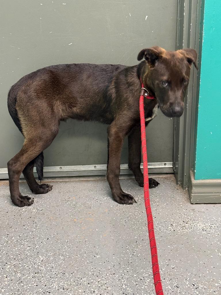 Aragorn, Adoptable, Puppy Male Shepherd & Mixed Breed.