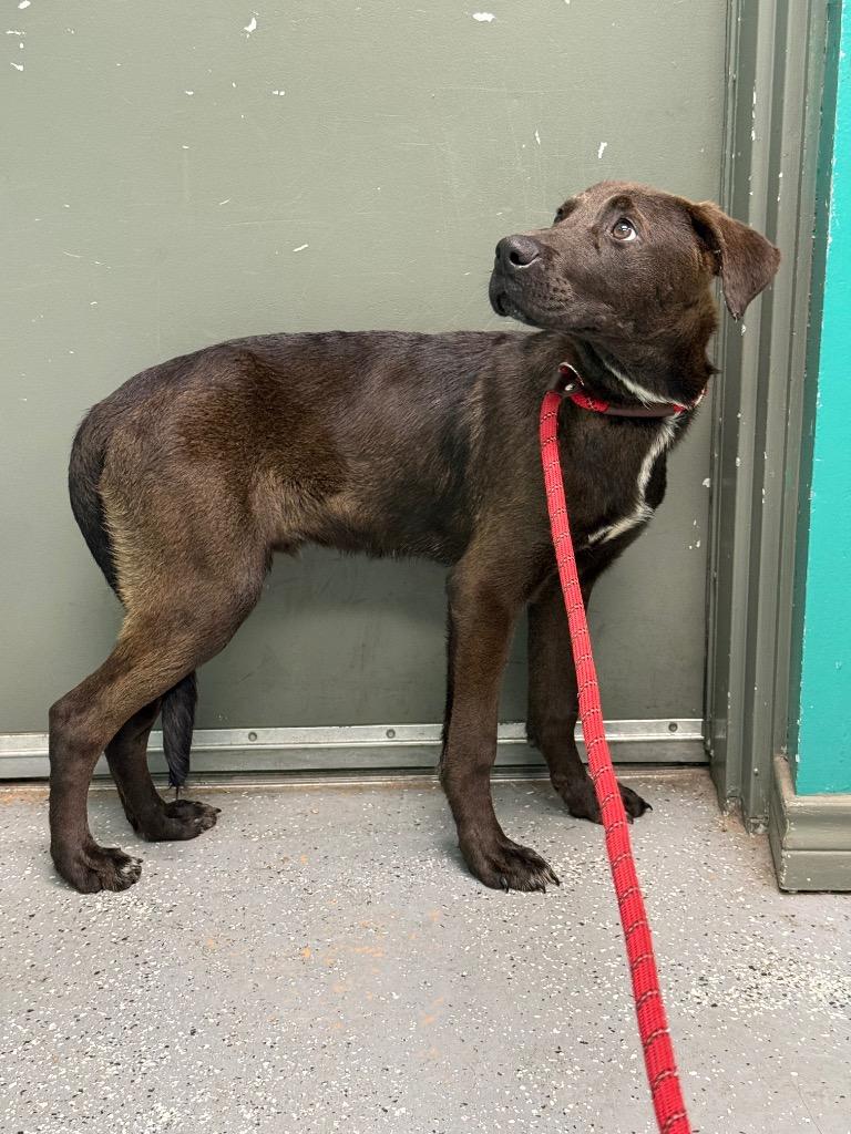 Enlarge Aragorn, a Adoptable mixed breed in Rockport, TX image 2/4