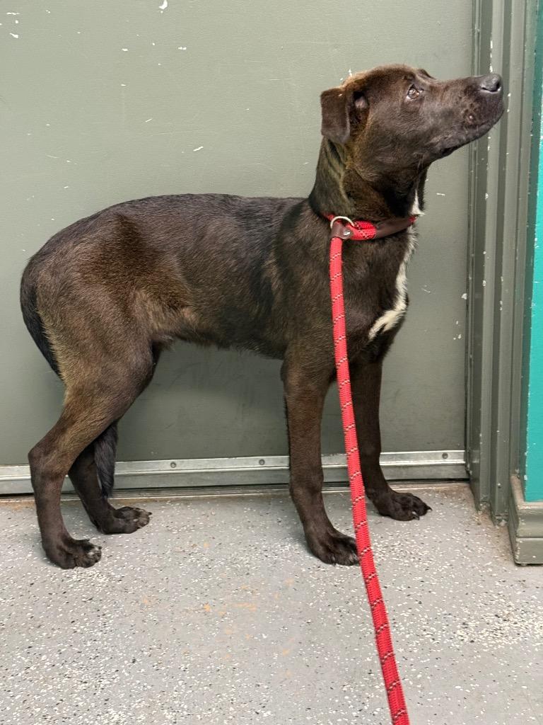 Enlarge Aragorn, a Adoptable mixed breed in Rockport, TX image 3/4