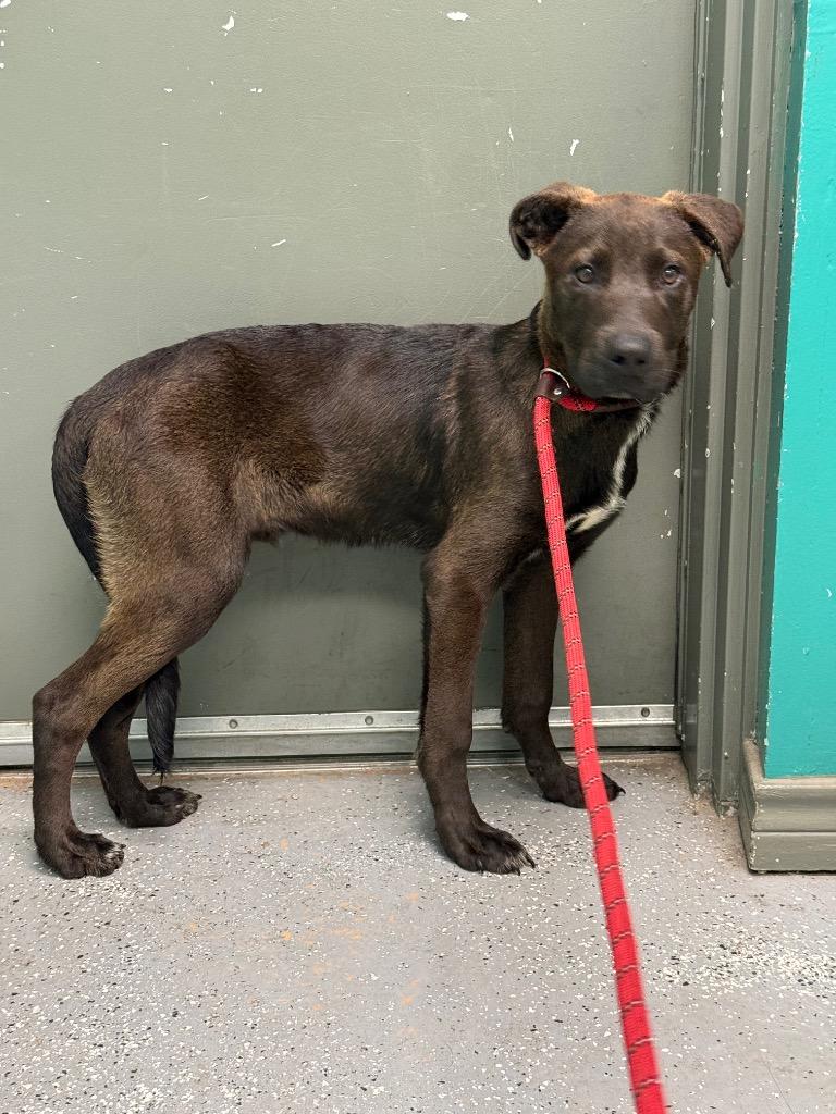 Enlarge Aragorn, a Adoptable mixed breed in Rockport, TX image 4/4