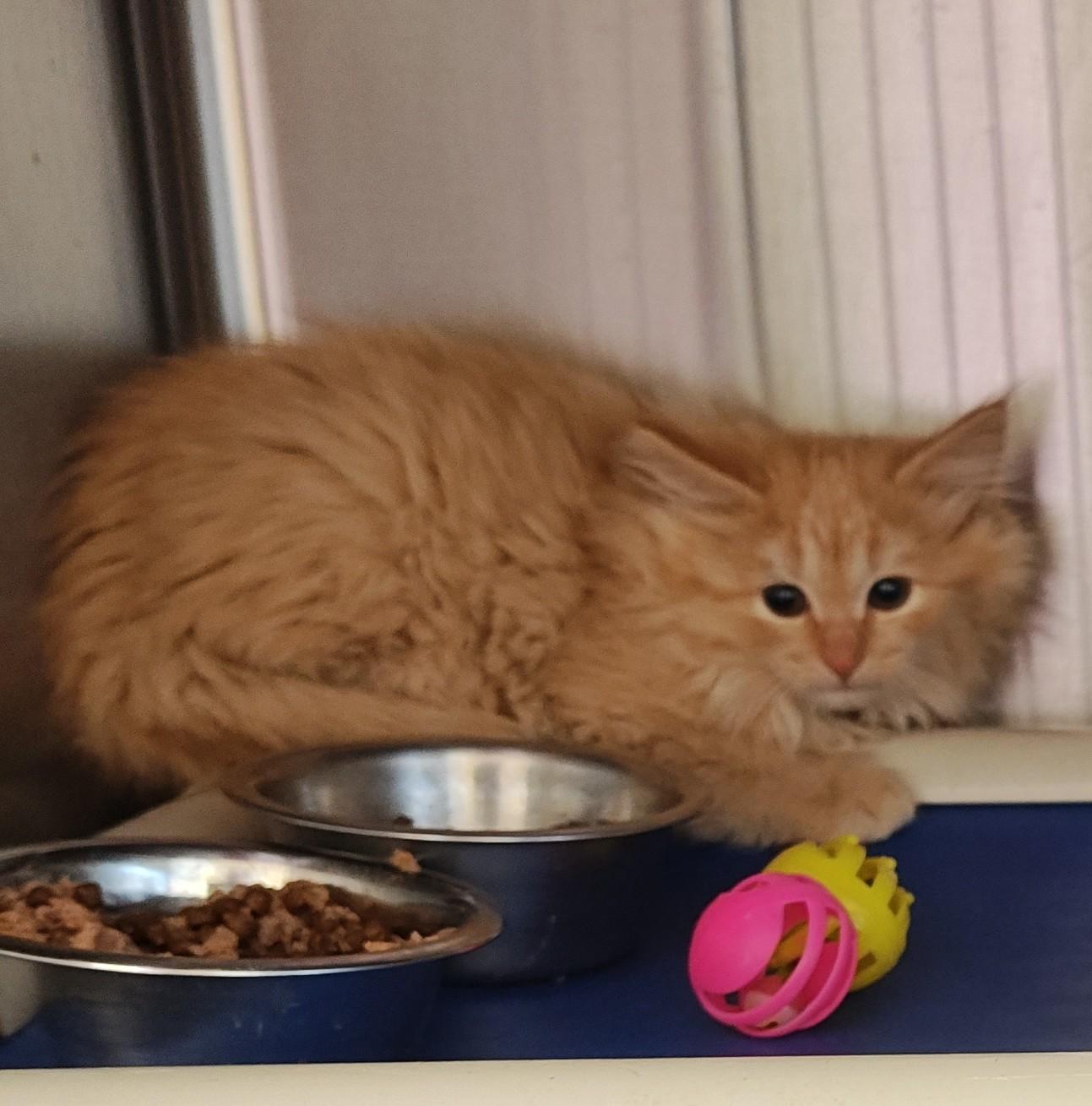 Enlarge Copper, a Adoptable Domestic Long Hair in Wahpeton, ND image 1/3