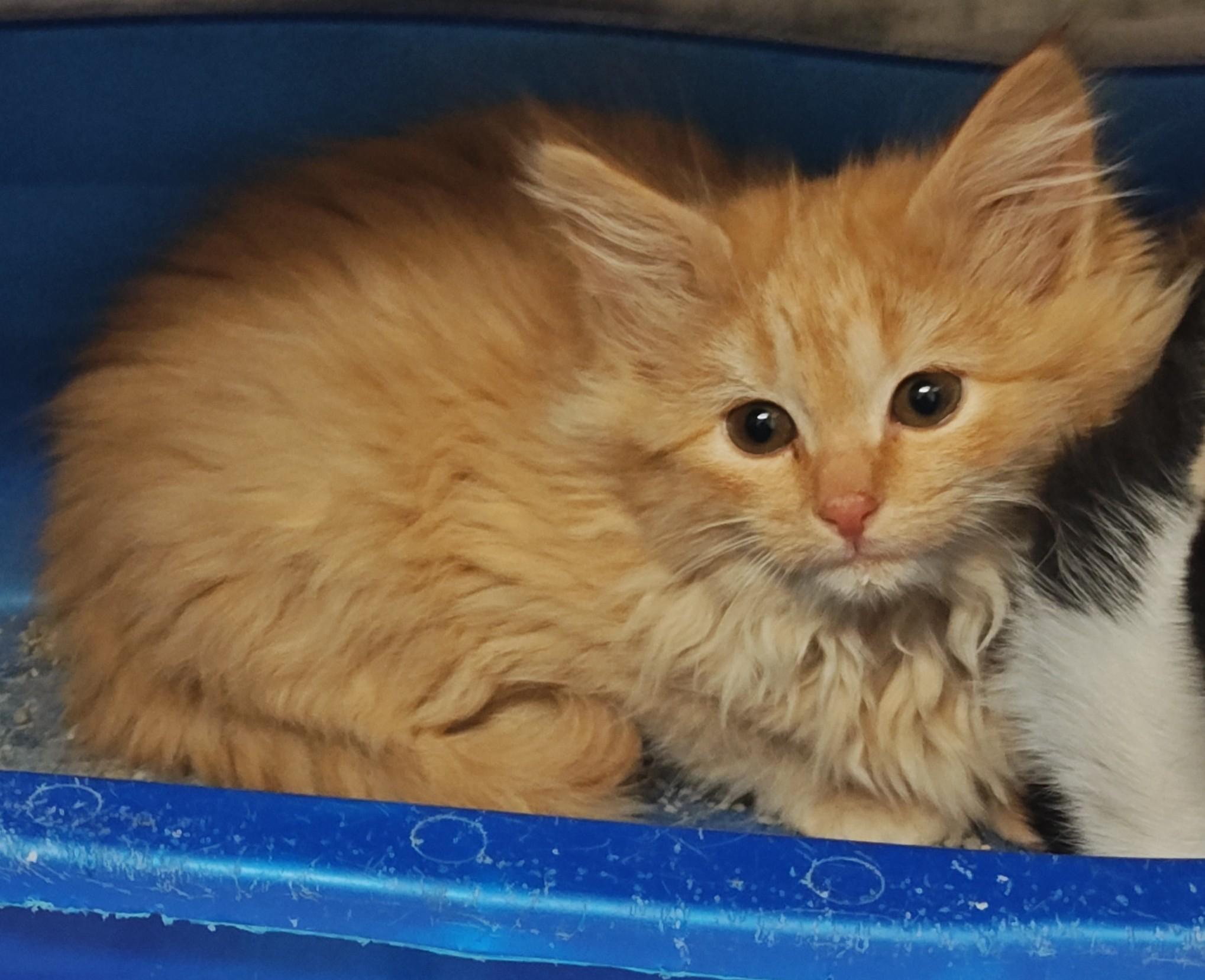 Enlarge Copper, a Adoptable Domestic Long Hair in Wahpeton, ND image 3/3