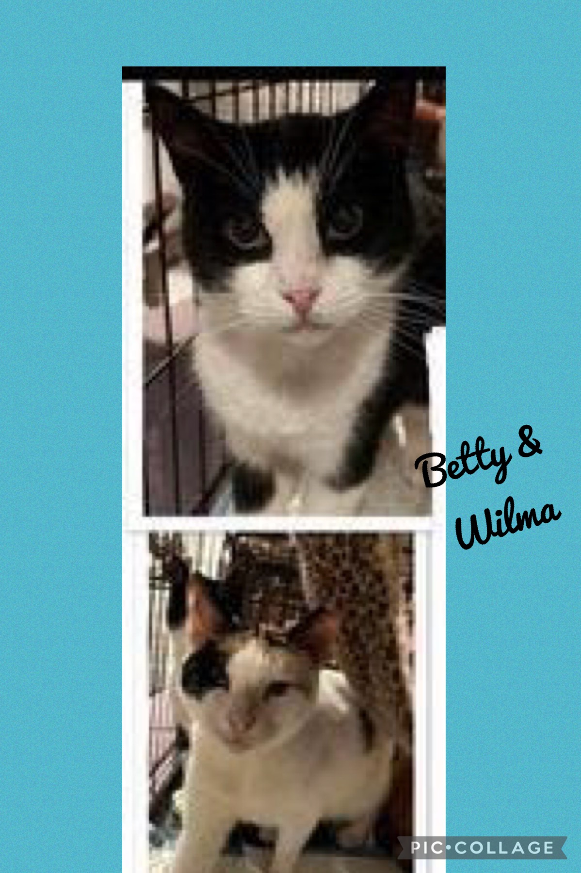 Betty and Wilma, an adoptable Domestic Short Hair Mix in Lakeville, MA_image-1