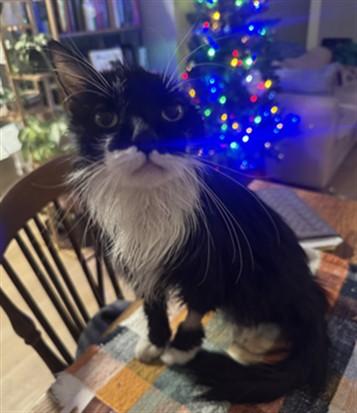 Enlarge FRANK, a Adoptable Domestic Long Hair in Loveland, CO image 1/1