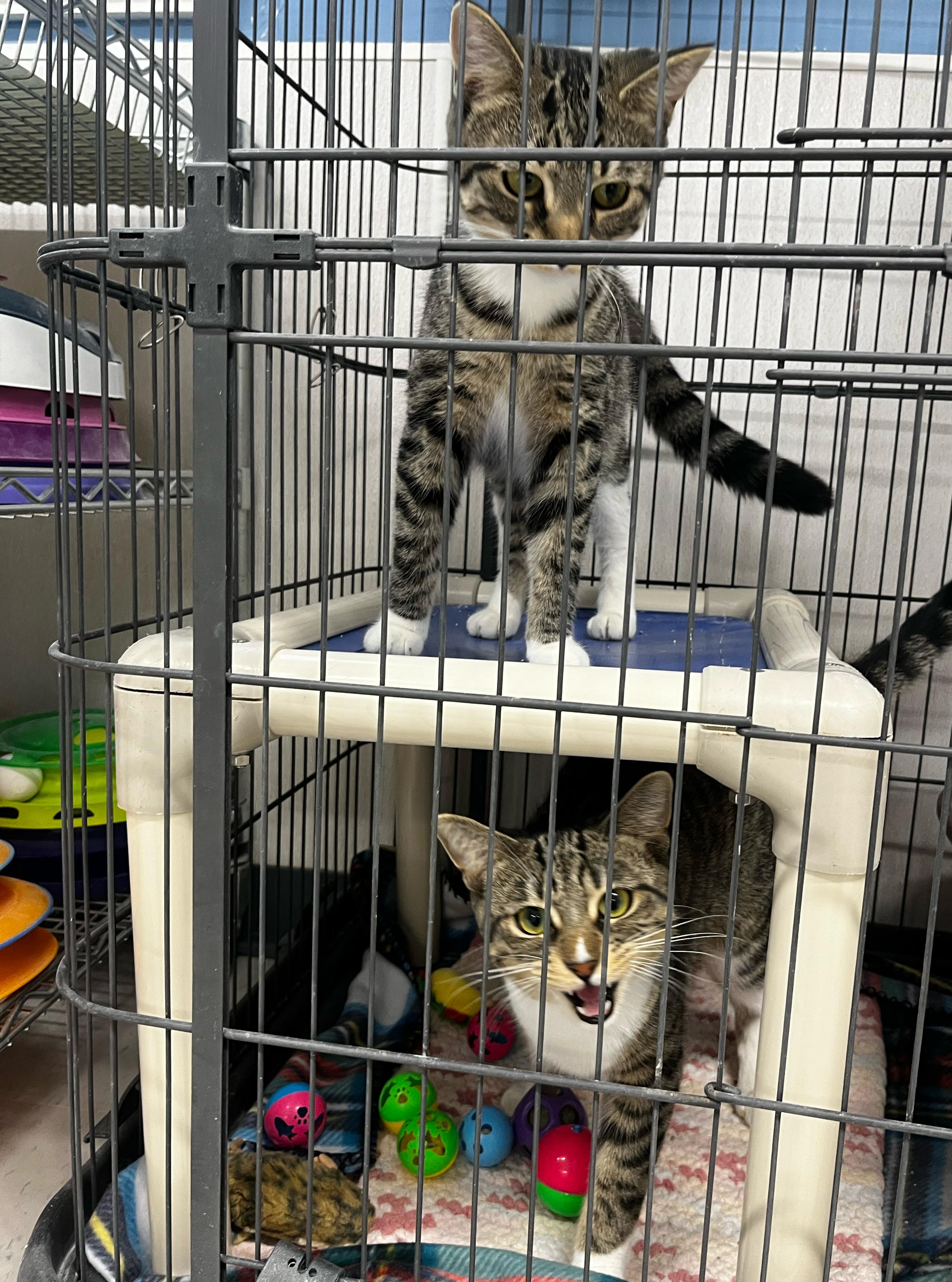 Enlarge Della, a Adoptable Domestic Short Hair in Manistee, MI image 1/2