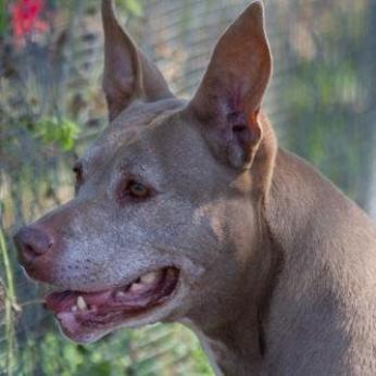 Enlarge Tonka, a Adoptable American Staffordshire Terrier in Sarasota, FL image 1/6
