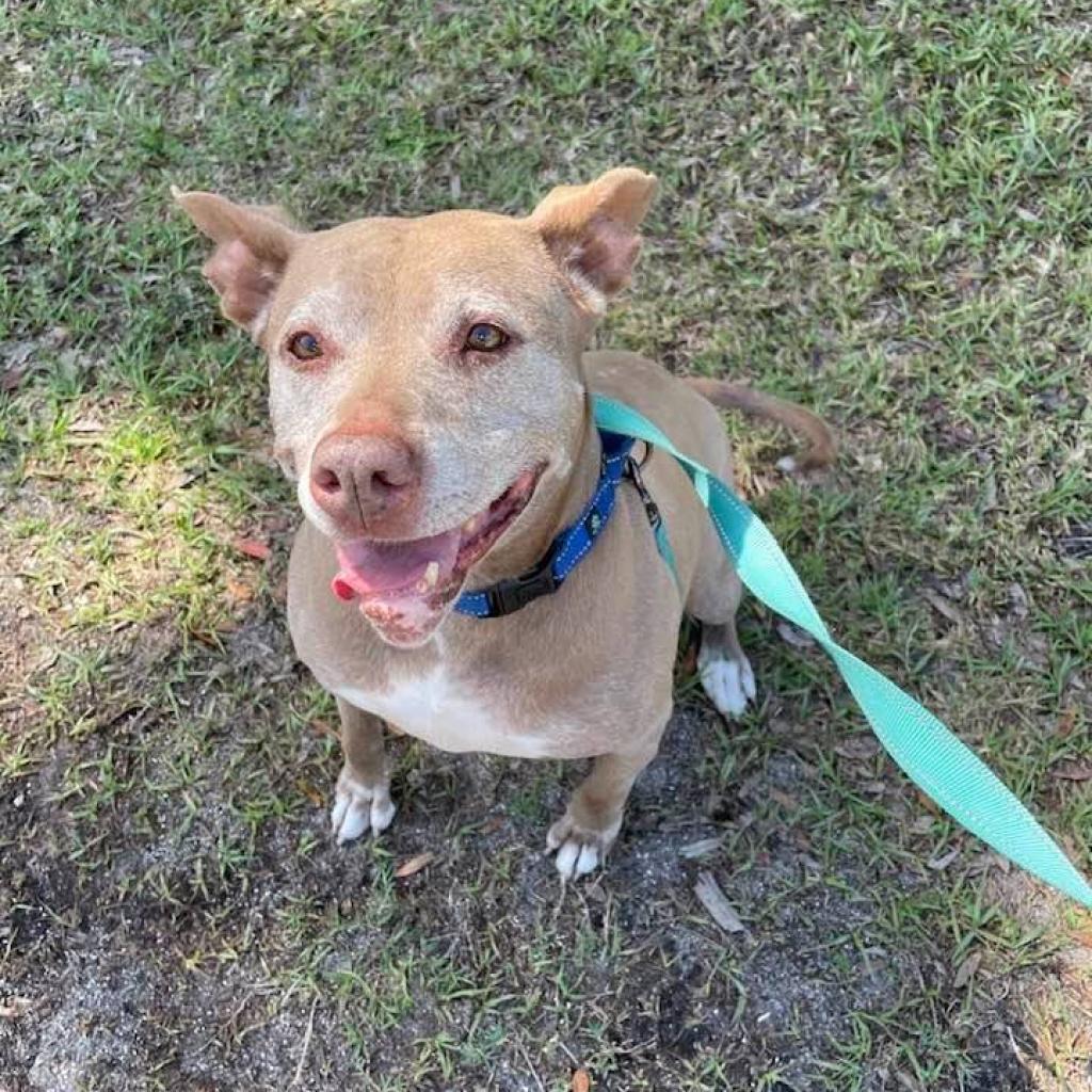 Enlarge Tonka, a Adoptable American Staffordshire Terrier in Sarasota, FL image 2/6