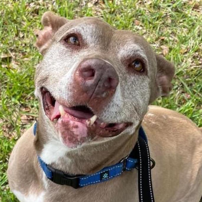 Enlarge Tonka, a Adoptable American Staffordshire Terrier in Sarasota, FL image 3/6