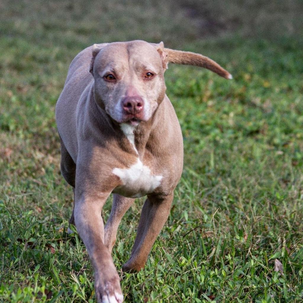Enlarge Tonka, a Adoptable American Staffordshire Terrier in Sarasota, FL image 4/6