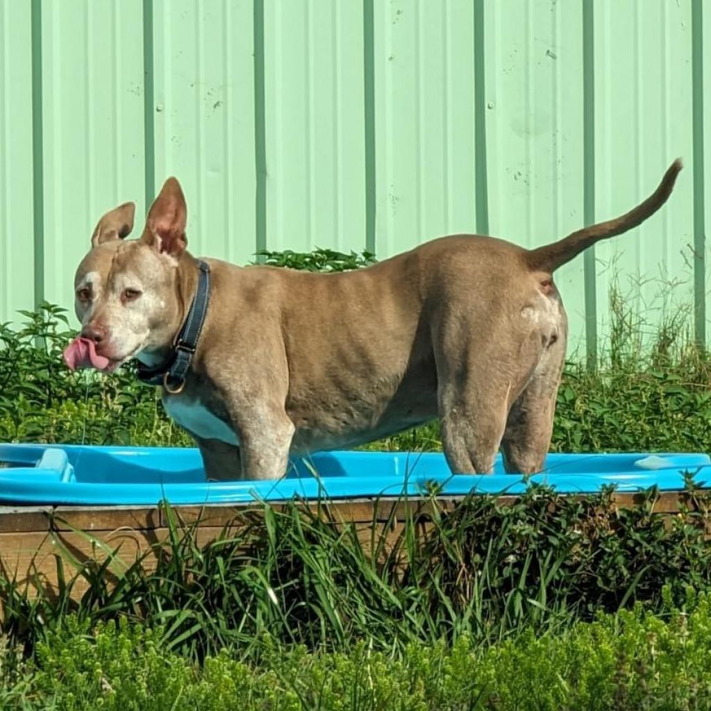 Enlarge Tonka, a Adoptable American Staffordshire Terrier in Sarasota, FL image 5/6