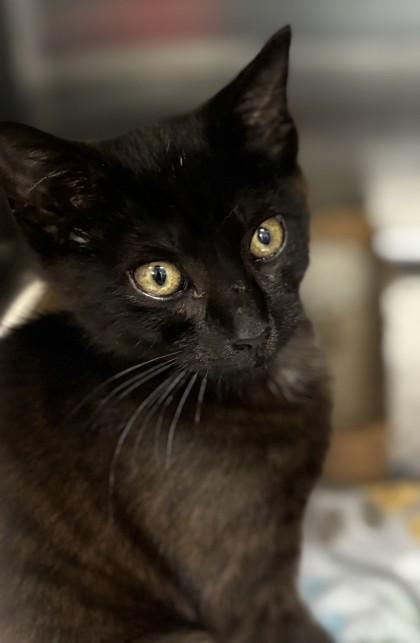 Coraline, adopted, Young Female Domestic Short Hair.