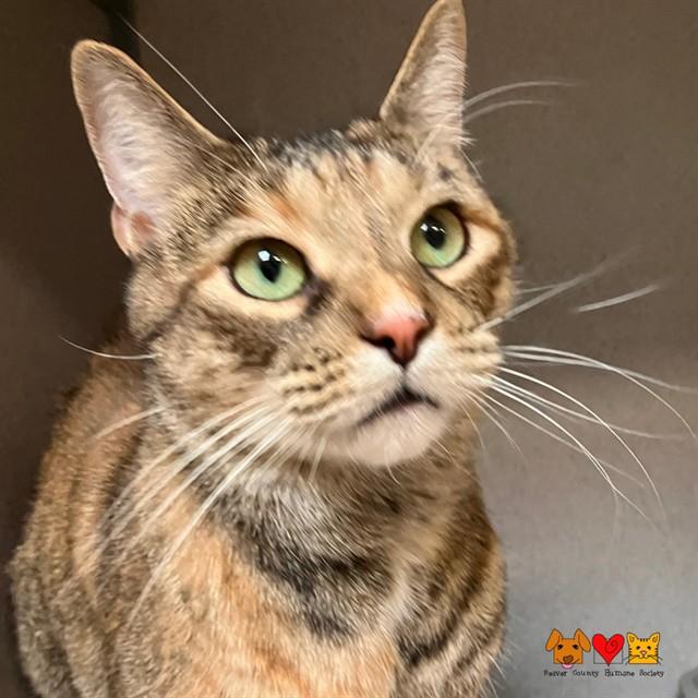 ROSIE, Adoptable, Adult Female Domestic Short Hair.