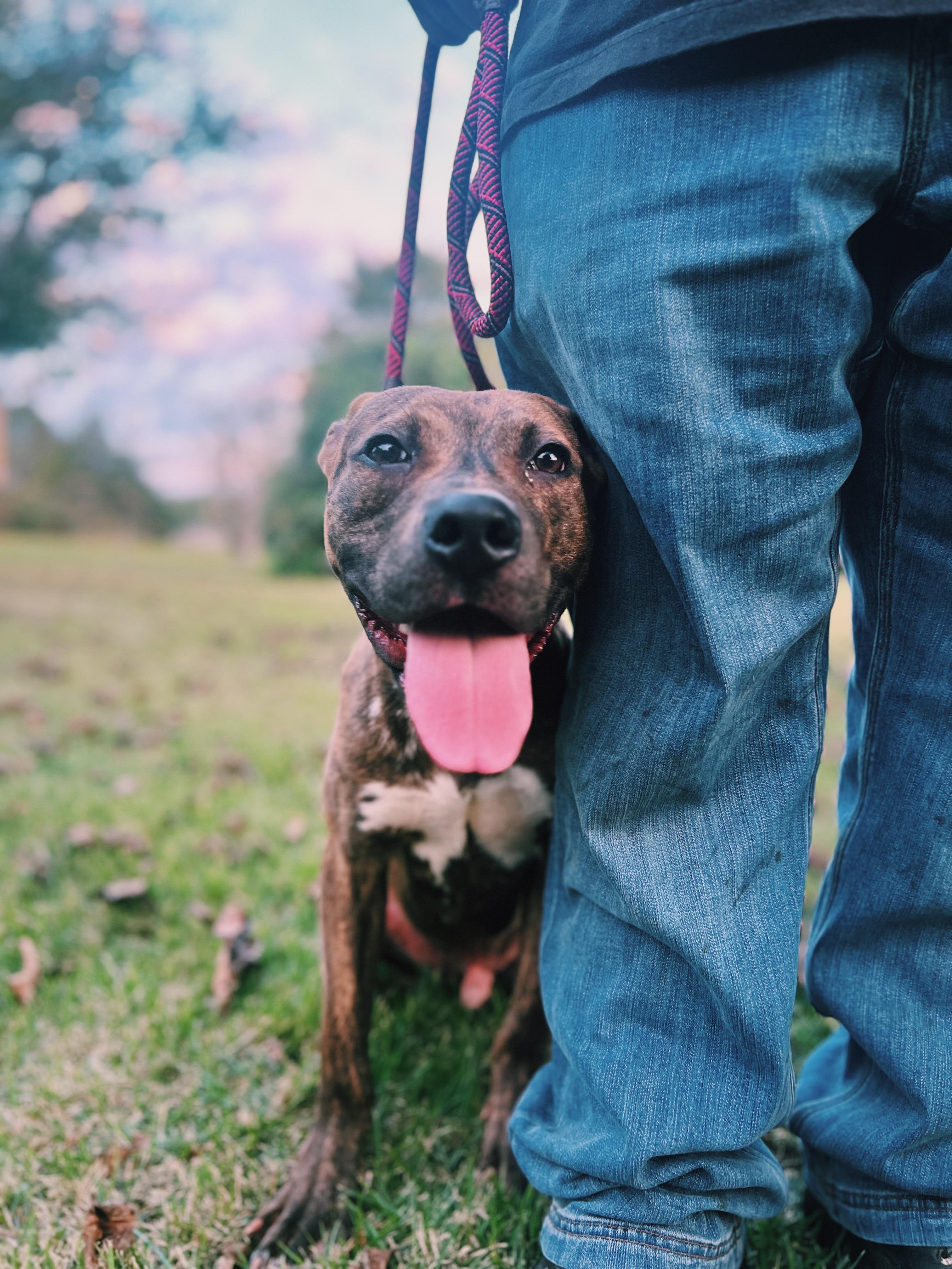 Bentley, a Adoptable mixed breed in Okmulgee, OK image 1/5