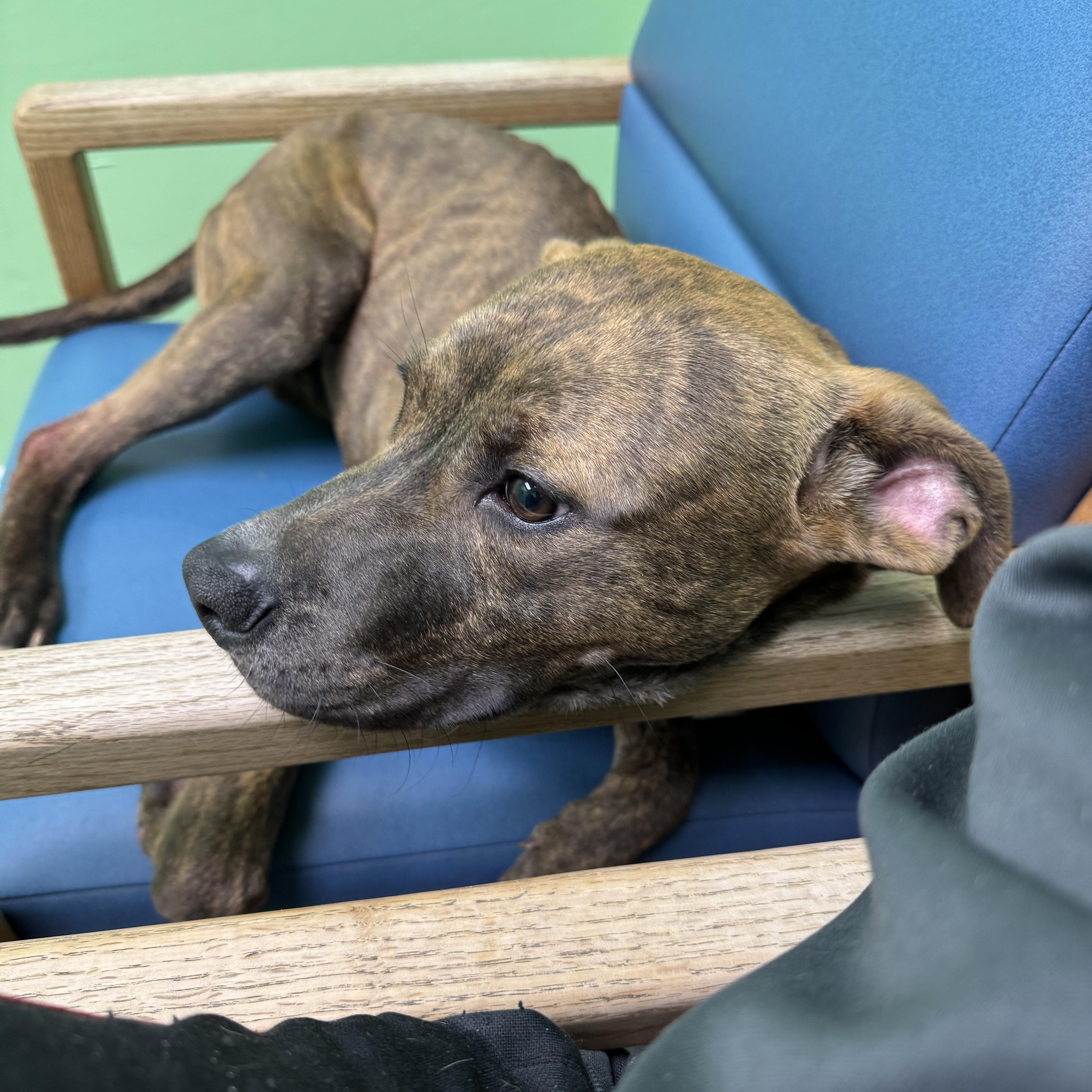 Bentley, a Adoptable mixed breed in Okmulgee, OK image 5/5