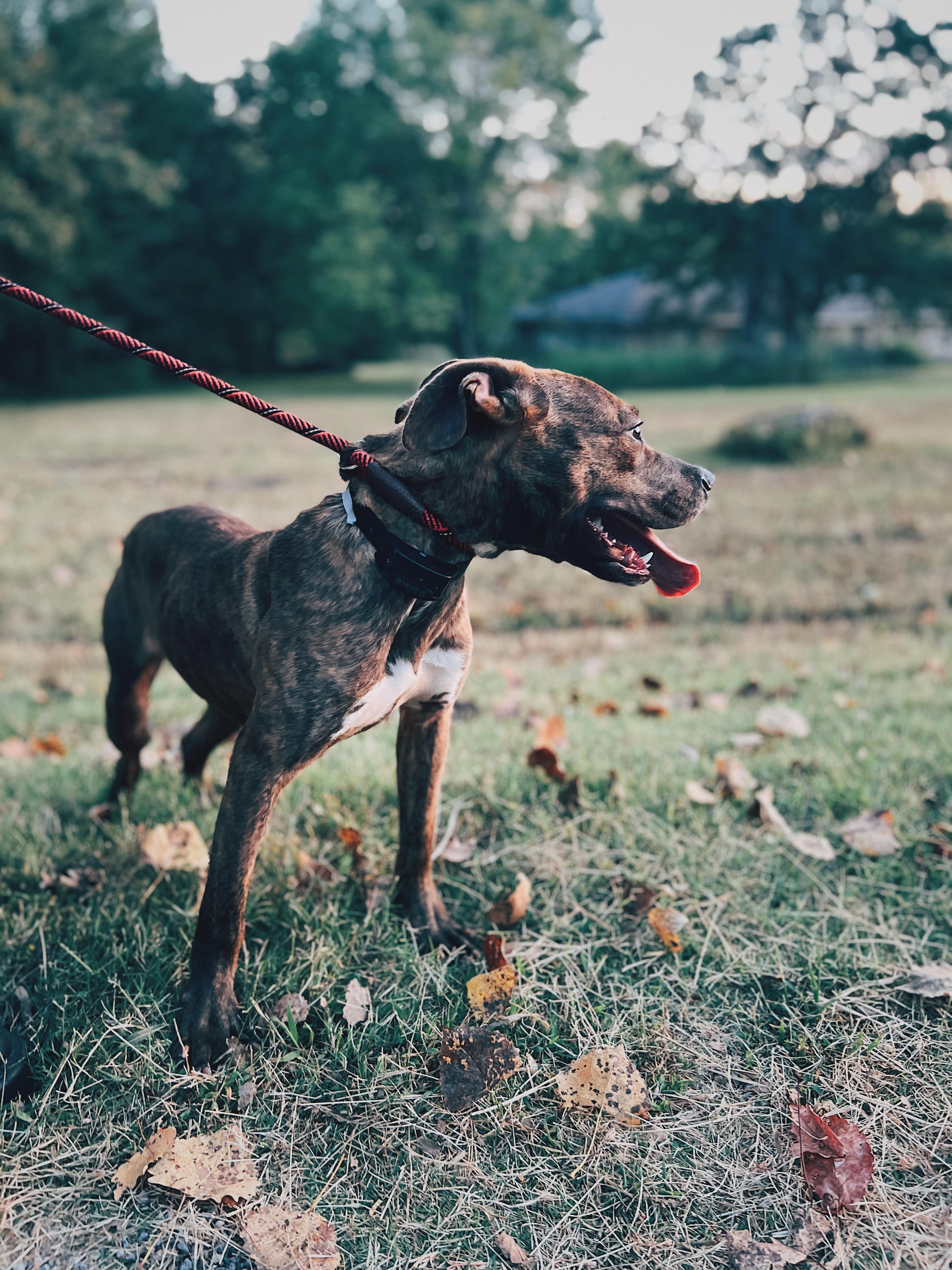 Bentley, a Adoptable mixed breed in Okmulgee, OK image 3/5