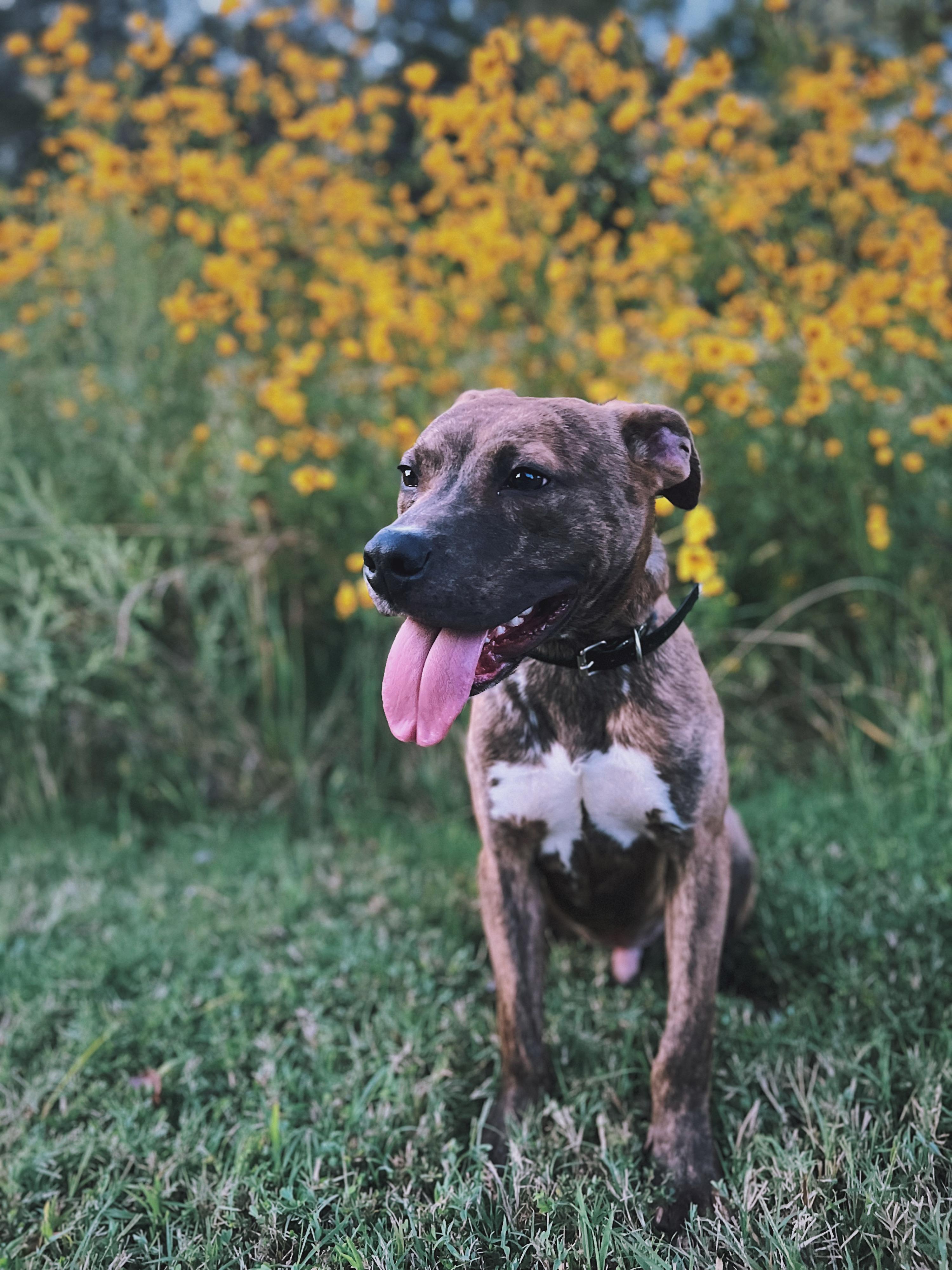 Bentley, a Adoptable mixed breed in Okmulgee, OK image 2/5