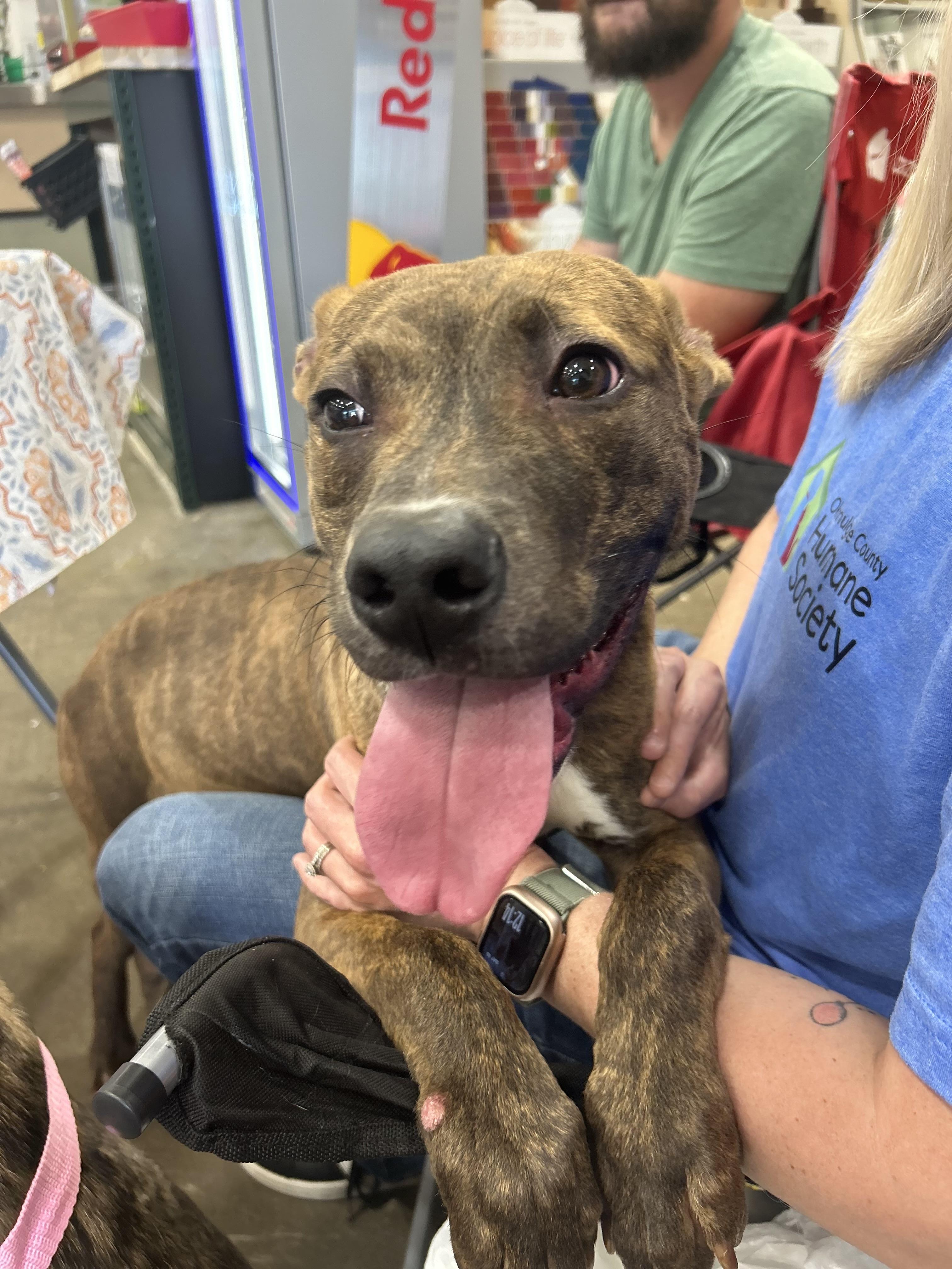 Bentley, a Adoptable mixed breed in Okmulgee, OK image 4/5