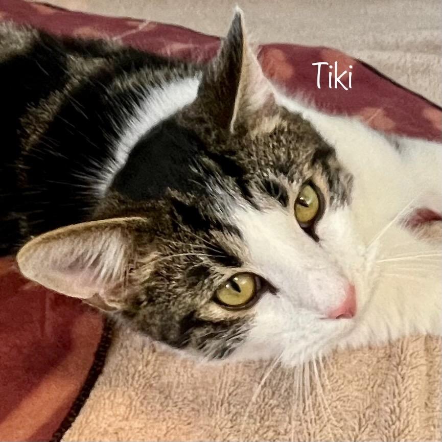 Tiki, a Adoptable mixed breed in Madisonville, TN image 1/4