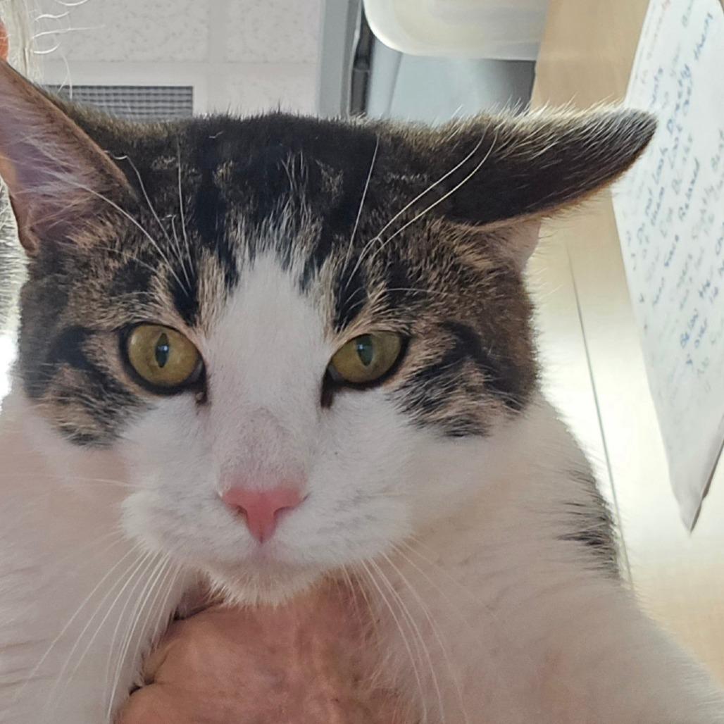 Tiki, a Adoptable mixed breed in Madisonville, TN image 2/4