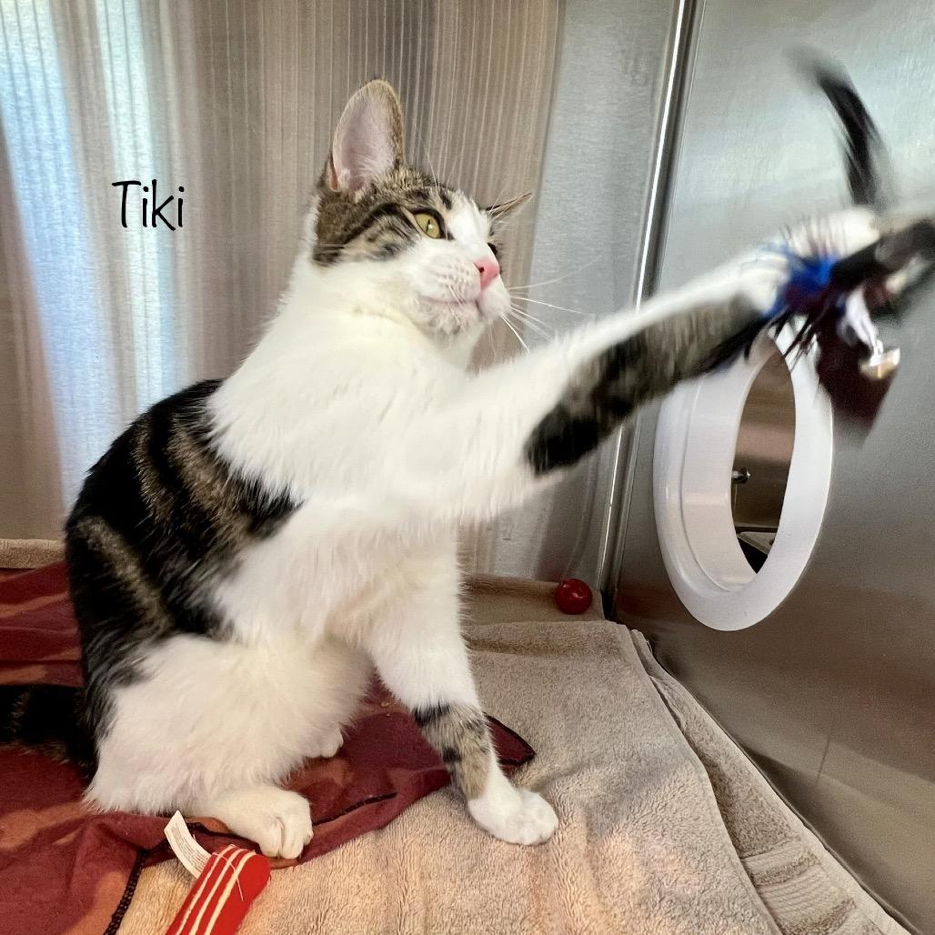 Tiki, a Adoptable mixed breed in Madisonville, TN image 4/4