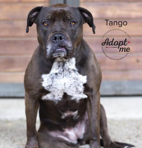 Tango, a Adoptable mixed breed in Bakersfield, CA image 1/5