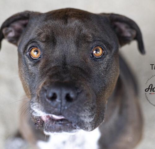 Tango, a Adoptable mixed breed in Bakersfield, CA image 2/5