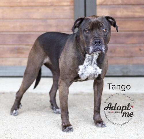 Tango, a Adoptable mixed breed in Bakersfield, CA image 3/5