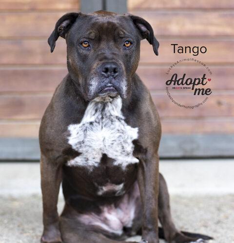 Tango, a Adoptable mixed breed in Bakersfield, CA image 4/5