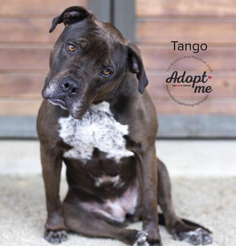 Tango, a Adoptable mixed breed in Bakersfield, CA image 5/5