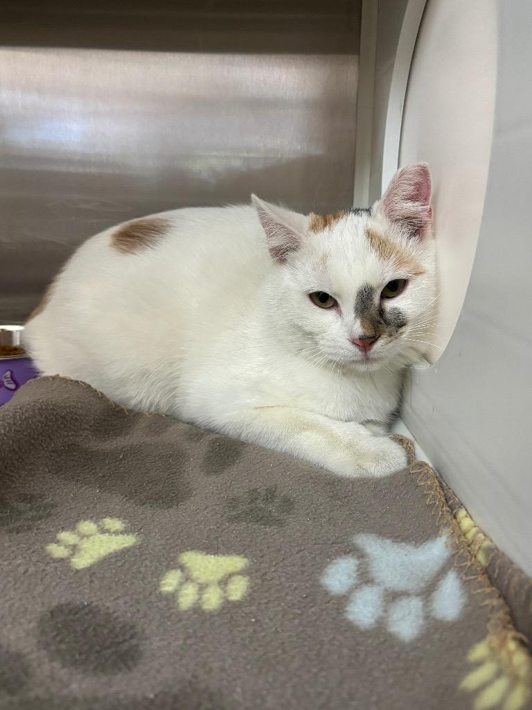 Enlarge Willow, a ADOPTABLE Domestic Short Hair in Columbus, NE image 1/1
