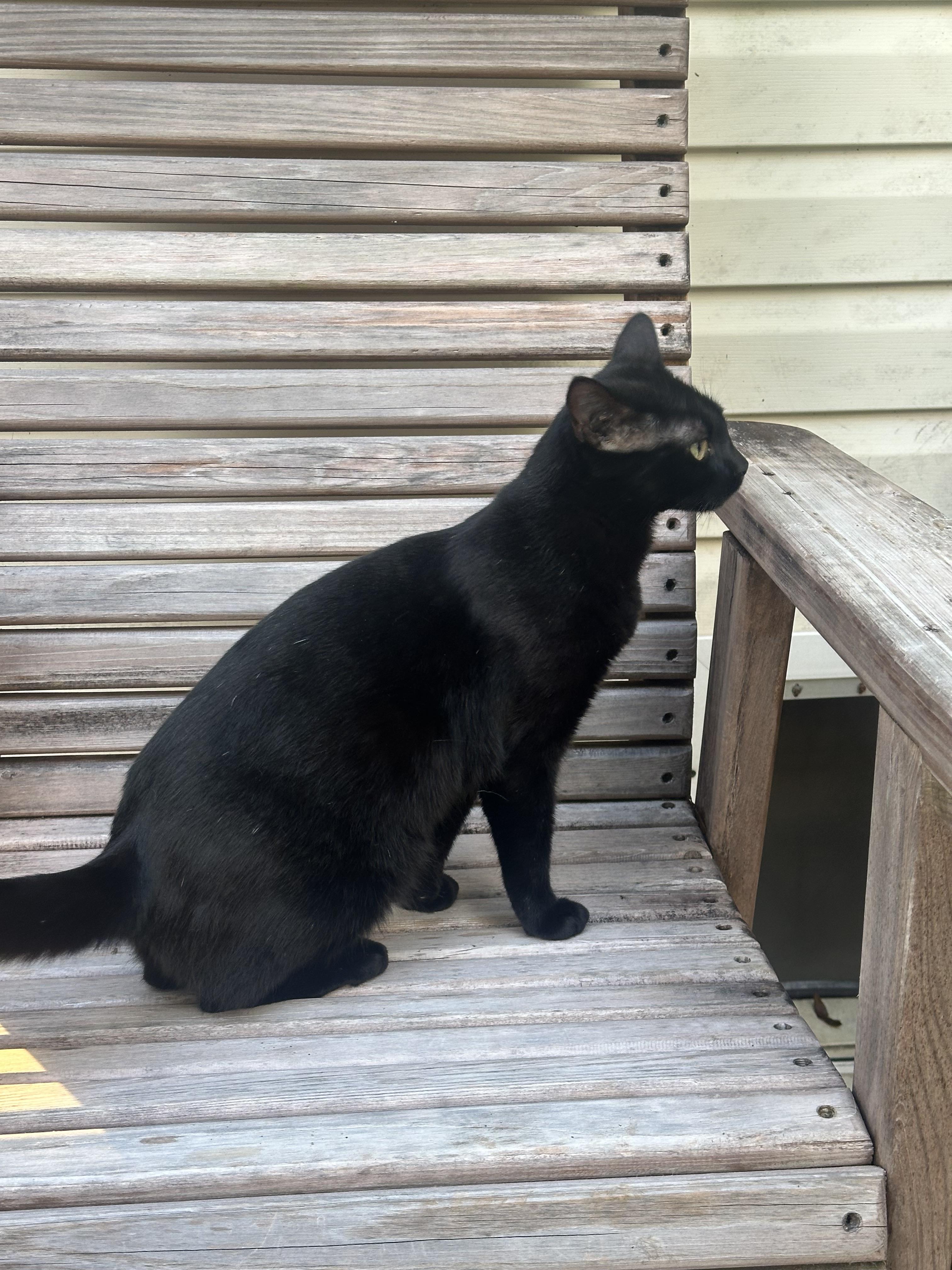 HAZEL....playful and sweet, a Adoptable American Shorthair in Cantonment, FL image 4/4