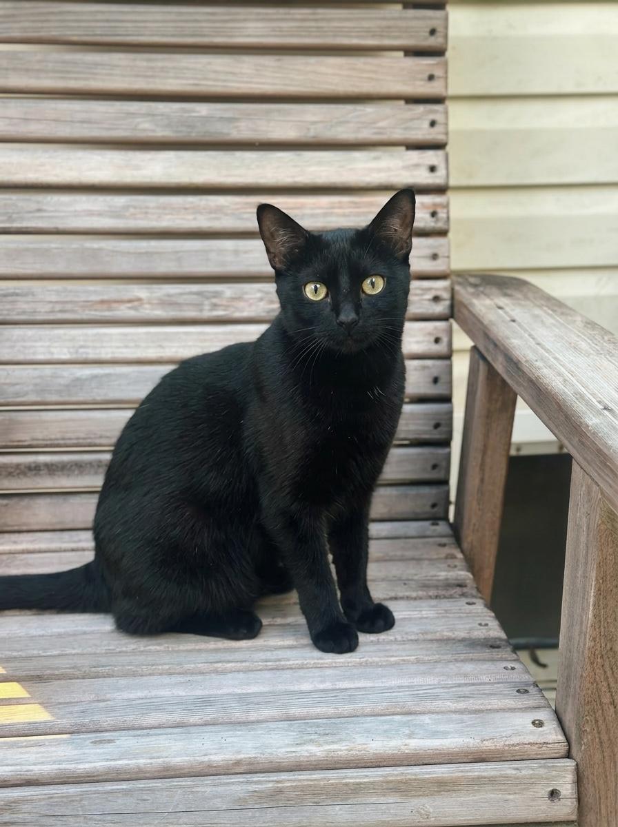 HAZEL....playful and sweet, a Adoptable American Shorthair in Cantonment, FL image 3/4